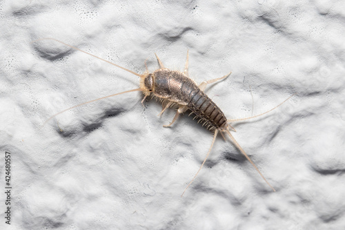 Silverfish insect, Lepisma saccharina, walking on a white wall. High quality photo photo