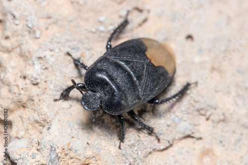 Burrowing bug, Cydnus aterrimus, walking on a concrete wall. High quality photo