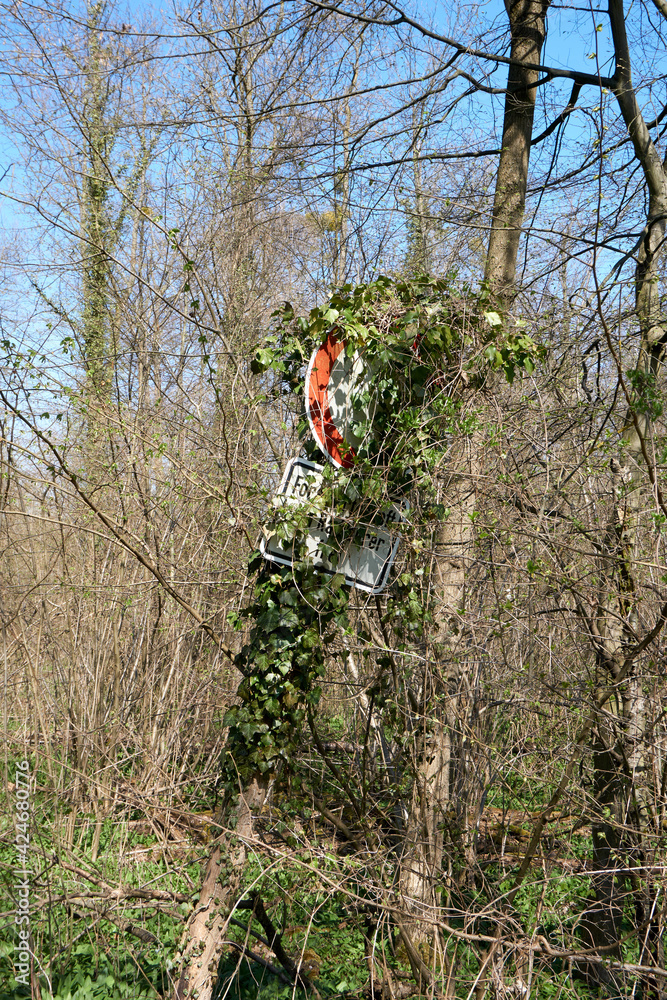 traffic sign overgrown with ivy traffic sign overgrown with ivy