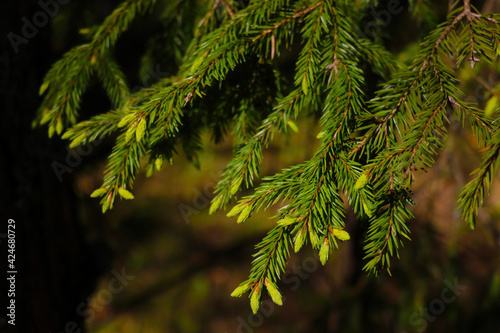 Young green branch of spruce in the spring forest.