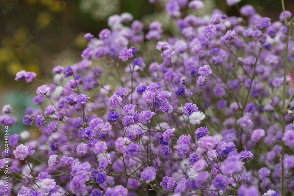 Colored dried flowers gypsophila,Gypsophila paniculata Colored dried flowers gypsophila,Gypsophila paniculata