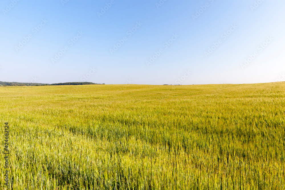 landscape of agricultural crop rye
