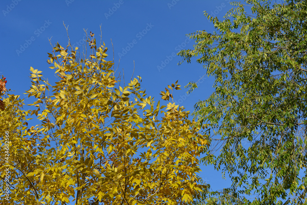 Fototapeta premium Yellow leaves of ash and green of elm on the background of blue sky in autumn