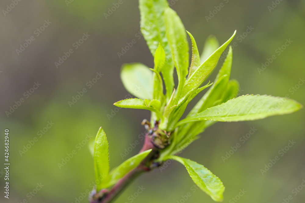 young leaves wake up on the trees spring comes - Image young leaves wake up on the trees spring comes - Image