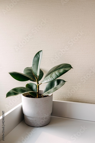 Ficus plant in a grey concrete pot.