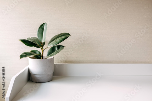 Ficus plant in a white concrete pot on a table.