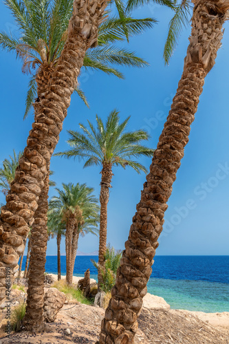 Beautiful palm trees on tropical beach in Red Sea, Egypt.