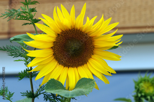 Fototapeta Naklejka Na Ścianę i Meble -  A close-up photo of a big sunflower