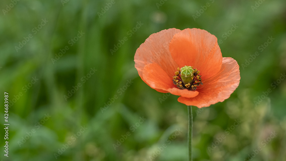 One single red poppy in the meadow. Close up, shallow depth of field. Copy space on left.