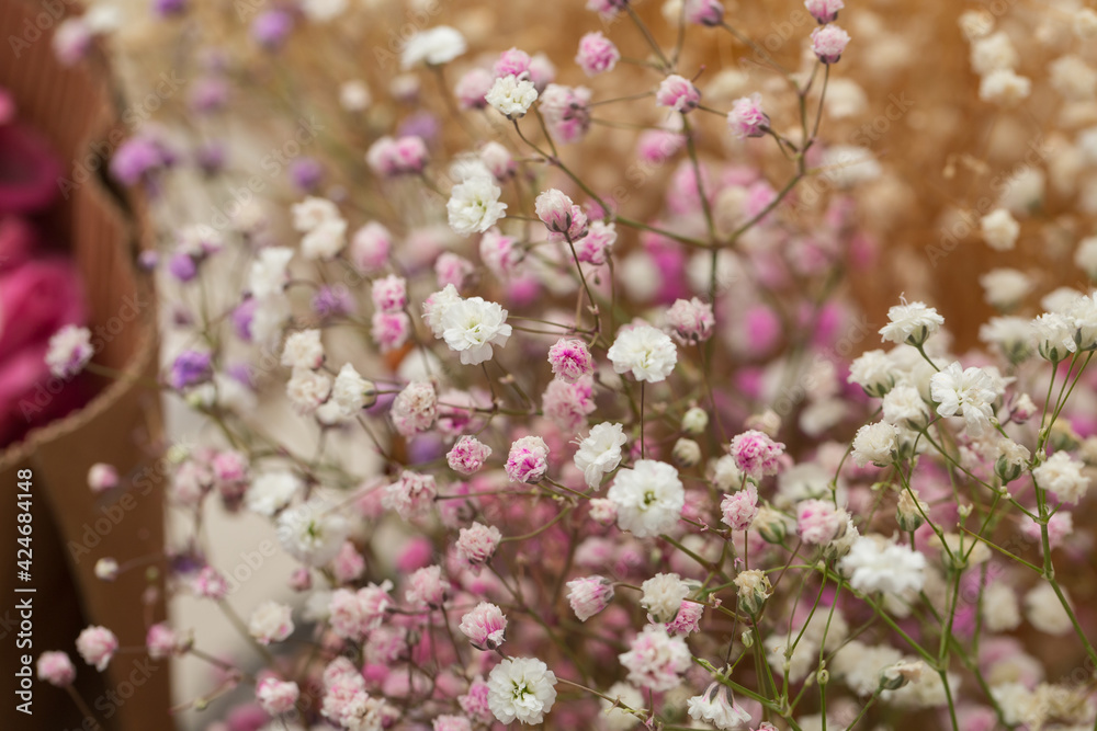 Naklejka premium Colored dried flowers gypsophila，Gypsophila paniculata
