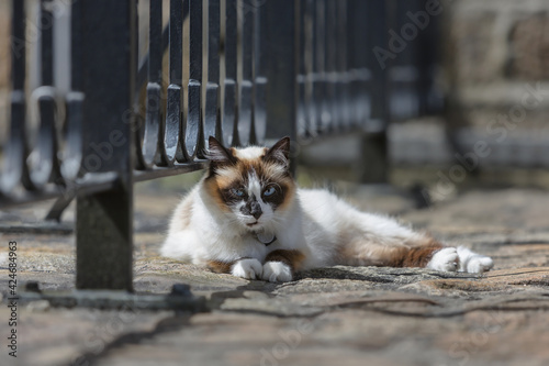 Chat sur viaduc à Morlaix