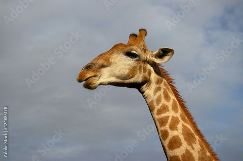 Wild african life. A large common South African giraffe on the summer blue sky.