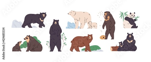 Set of brown, polar, black, Himalayan, Malay, spectacled, honey, sloth bear and panda. Animals in different poses, standing, walking and eating. Colored flat vector illustration isolated on white