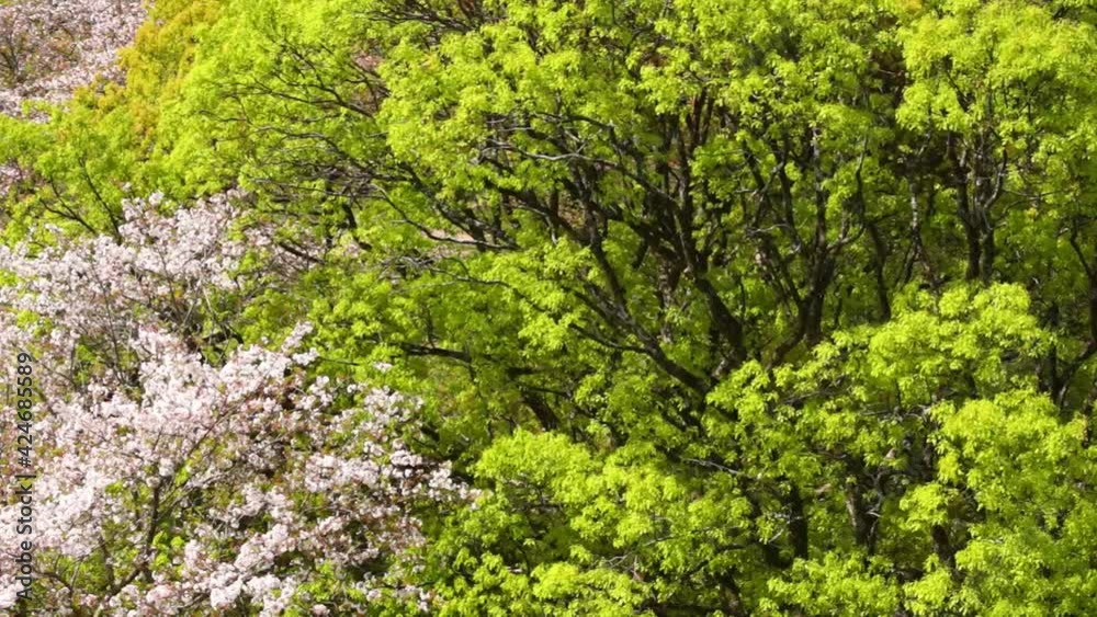 風にゆれる新緑と桜 風にゆれる新緑と桜