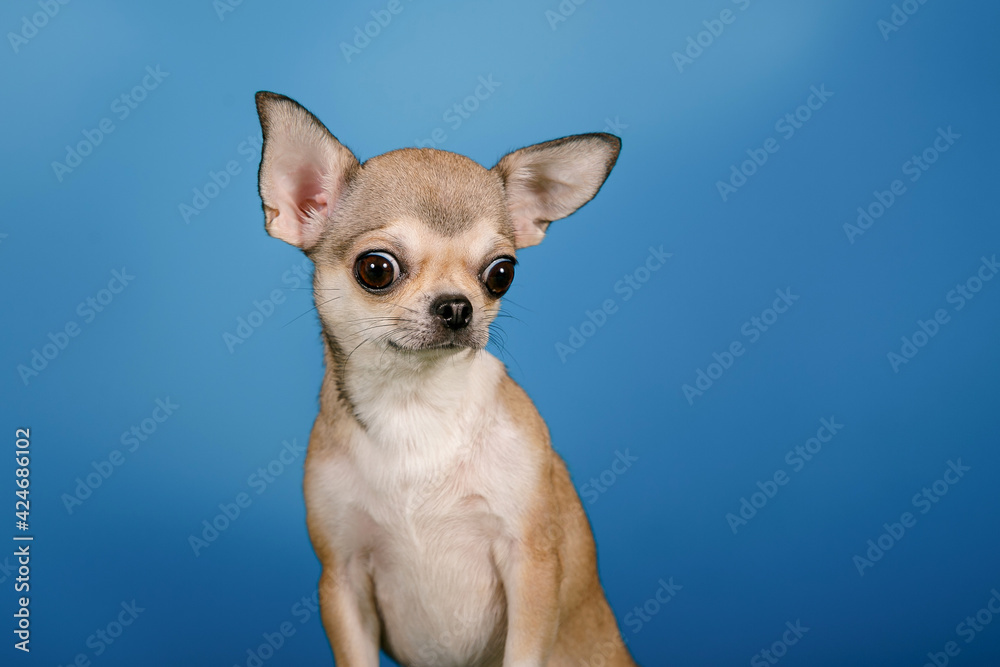 Emotions of a dog. Portrait of a Chihuahua in the studio on a blue background.