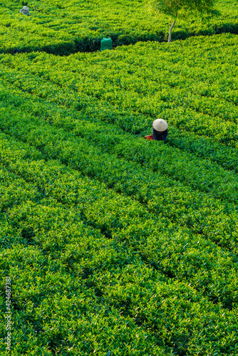 Tea plantation on central highland in Ha Tinh, Vietnam. photo