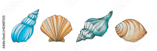 Set of four watercolor seashells