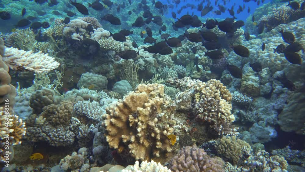 Reef and beautiful fish. Underwater life in the ocean. Tropical fish. Reef and beautiful fish. Underwater life in the ocean. Tropical fish.