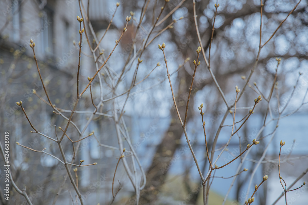 Shallow depth of field (selective focus) image with buds on a tree branch during a spring .Spring awakening. Macro nature Shallow depth of field (selective focus) image with buds on a tree branch during a spring .Spring awakening. Macro nature