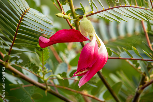 A blooming pinkish red Sesbania grandiflora, khae, agati or katurai, a beautiful edible flower used as an ingredient in Thai cuisine and eaten as blanched vegetable together with a spicy dip.   photo