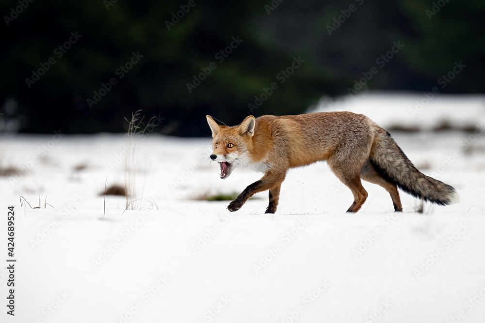 Obraz premium The rusty fox is ready to hunt.