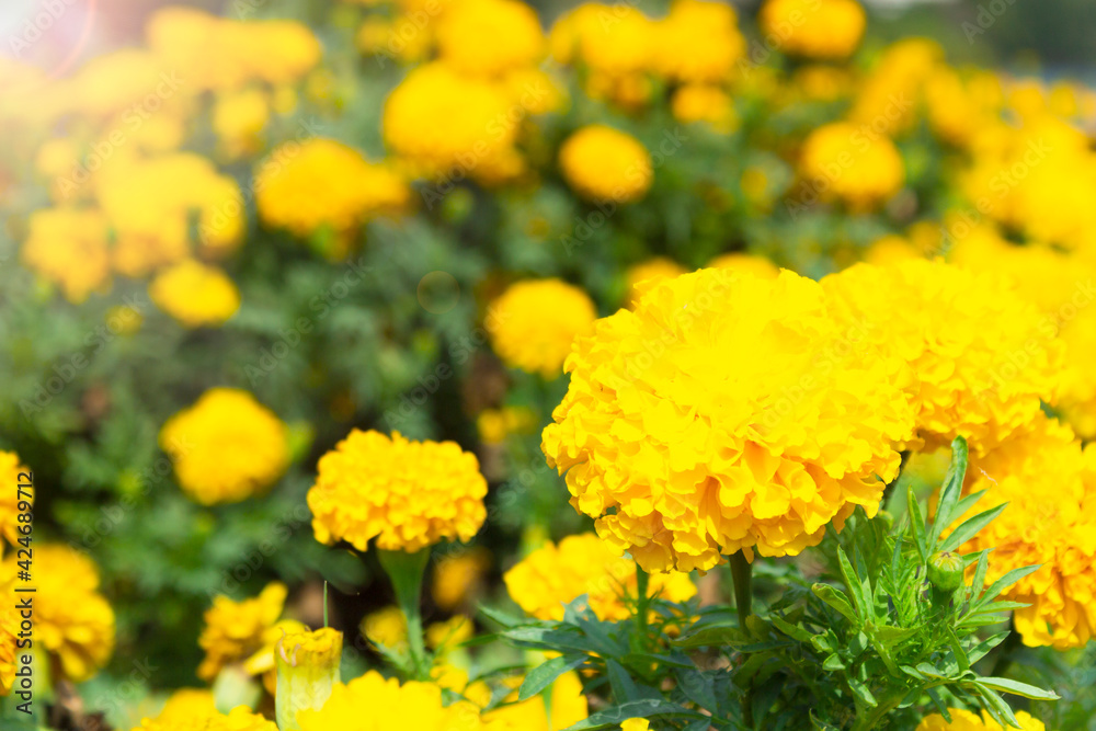 Marigold flowers in the meadow with sunlight. Marigold flowers in the meadow with sunlight.