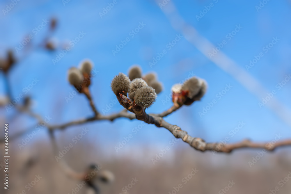 Flowering willow branches against a clear blue sky. Delicate fluffy silvery buds. The concept of early spring. April Easter nature background. The symbol of Palm Sunday. Bottom view, copy space Flowering willow branches against a clear blue sky. Delicate fluffy silvery buds. The concept of early spring. April Easter nature background. The symbol of Palm Sunday. Bottom view, copy space