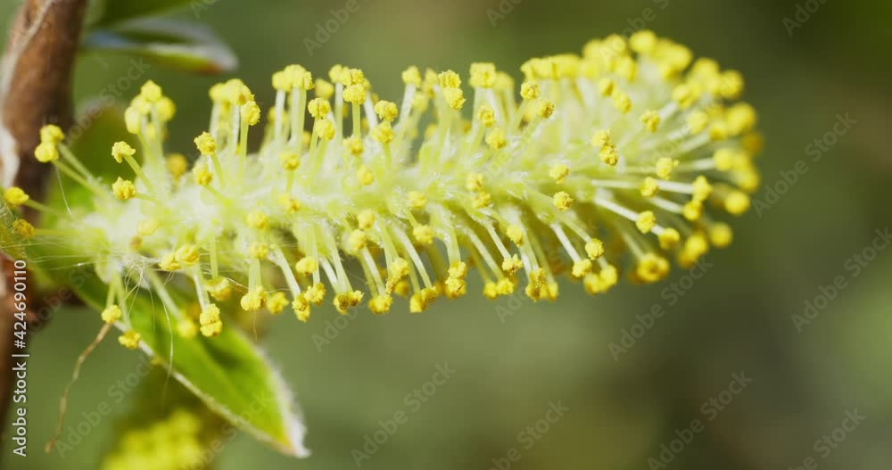 Close-up view of the white willow flower, male catkin Close-up view of the white willow flower, male catkin