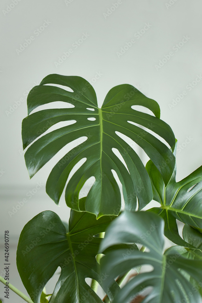 Obraz Philodendron monstera planted in front of the living room window