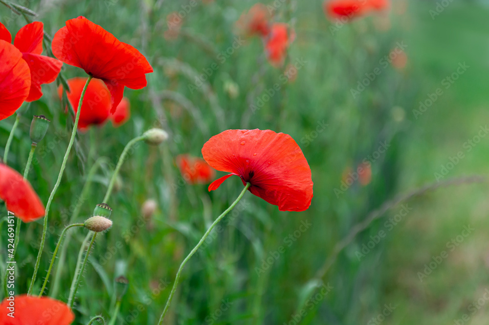 Red poppies field, vibrant poppy close up. symbol of life, remembrance and death, love and success