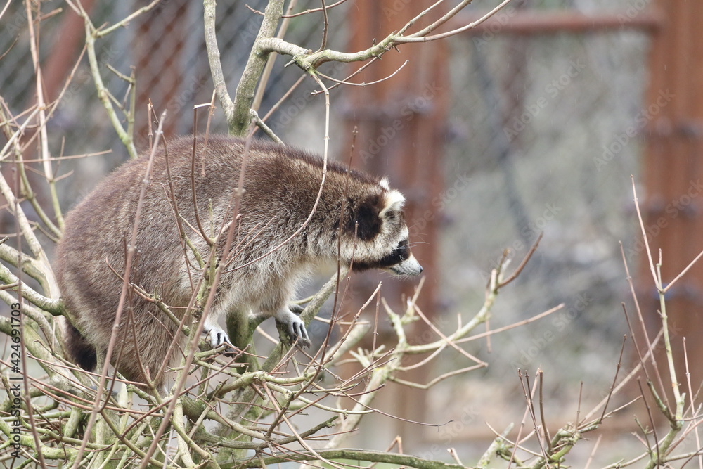 Fototapeta premium Waschbär