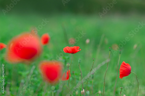 Red poppies field, vibrant poppy close up. symbol of life, remembrance and death, love and success