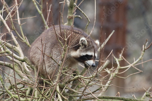 Waschbär