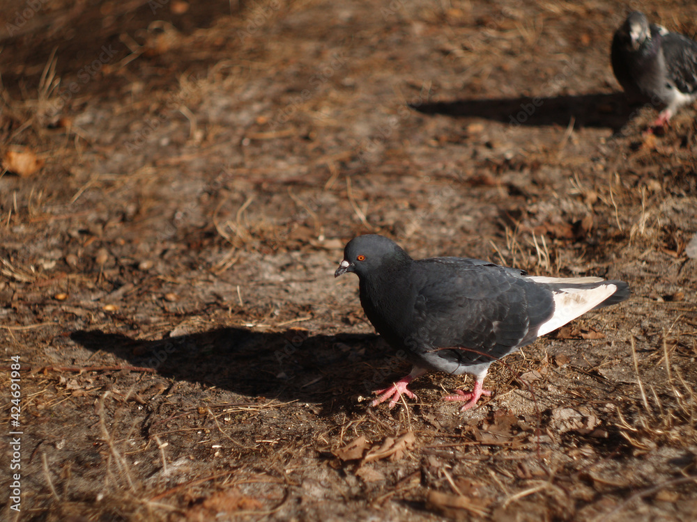 Obraz premium city pigeons bask in the sun in dry grass