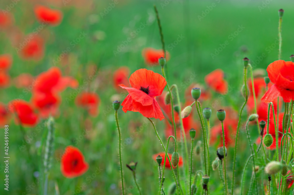 Obraz premium Red poppies field, vibrant poppy close up. symbol of life, remembrance and death, love and success