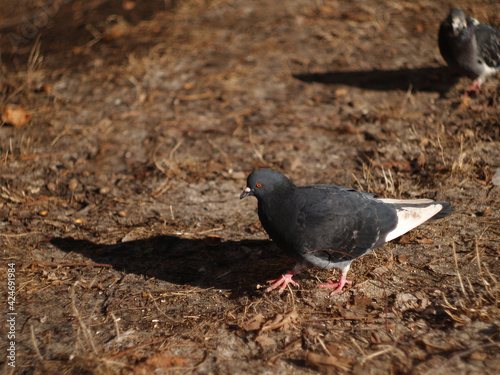 city pigeons bask in the sun in dry grass