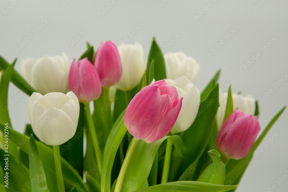Fototapeta premium Tulpe, Tulpen, Blumen