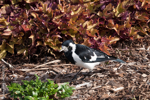 Sydney Australia, Grallina cyanoleuca or magpie-lark in winter garden photo