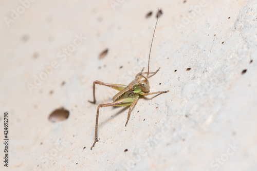Nymph of bush cricket, Platycleis sp., posed on a concrete wall. High quality photo