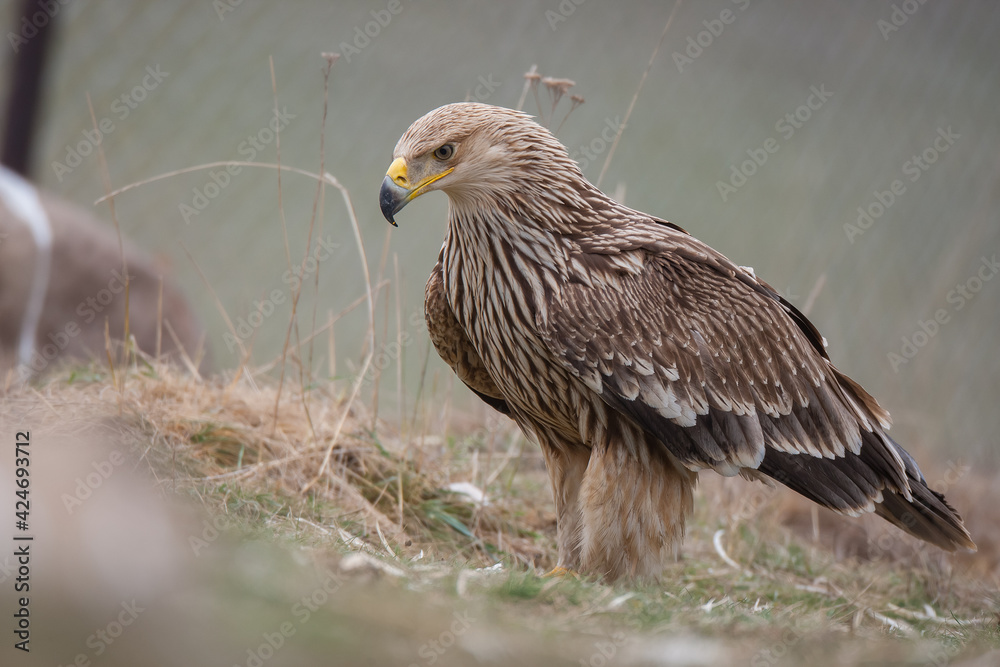 Eastern Imperial Eagle, (Aquila heliaca) in its natural habitat. Eastern Imperial Eagle, (Aquila heliaca) in its natural habitat.