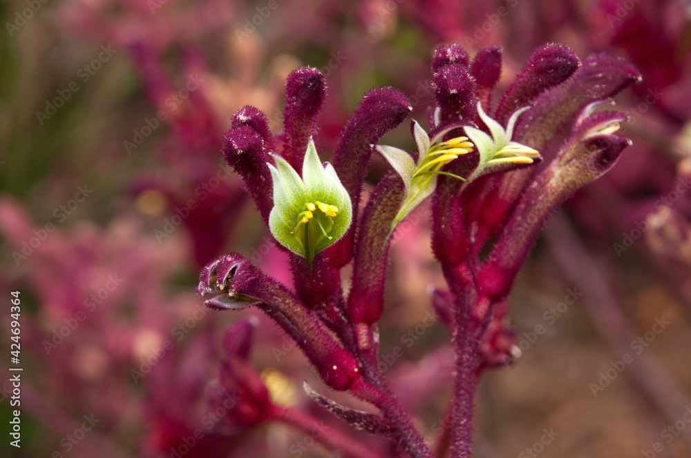 Sydney Australia, maroon kangaroo paw flower stem Sydney Australia, maroon kangaroo paw flower stem