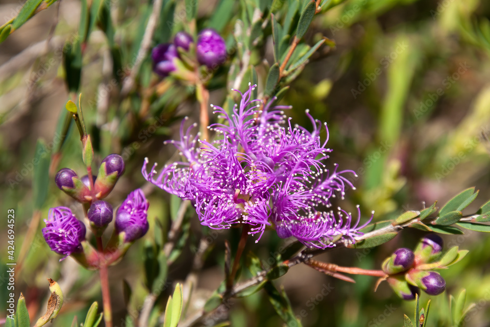Sydney Australia, purple flower of the native melaleuca thymifolia, commonly known as thyme honey-myrtle Sydney Australia, purple flower of the native melaleuca thymifolia, commonly known as thyme honey-myrtle