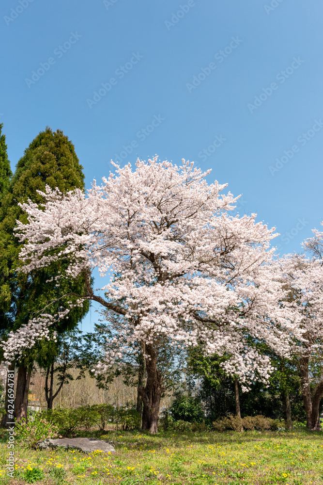 Full blooming of cherry blossoms in Yakuno highlands, Fukuchiyama city, Kyogo, Japan Full blooming of cherry blossoms in Yakuno highlands, Fukuchiyama city, Kyogo, Japan