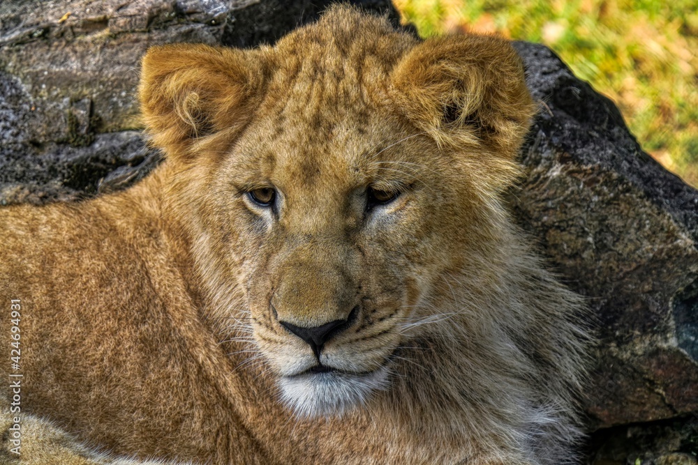 Obraz premium Portrait of a lion