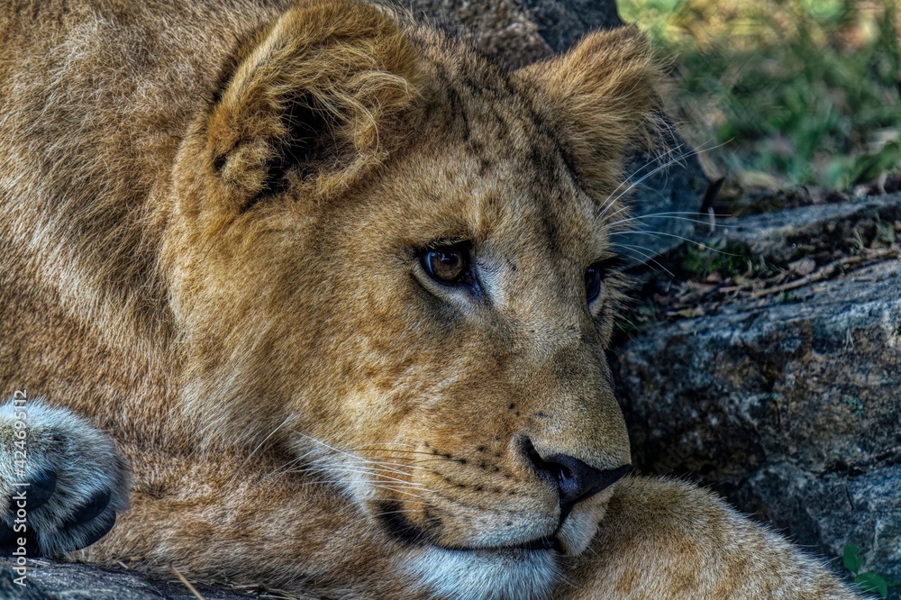 Obraz premium Portrait of a lion