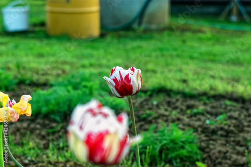 multi-colored tulip in the garden