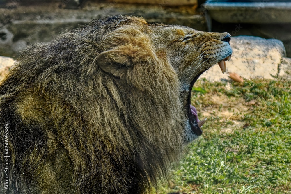Obraz premium Portrait of a lion
