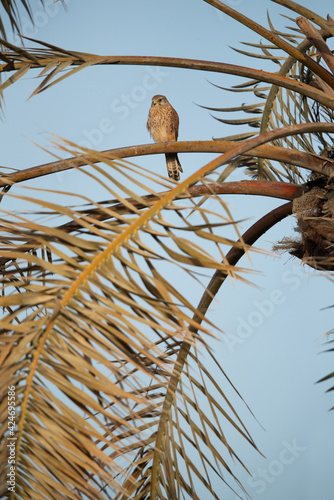 Common Kestrel perched on dates palm tree at Hamala, Bahrain