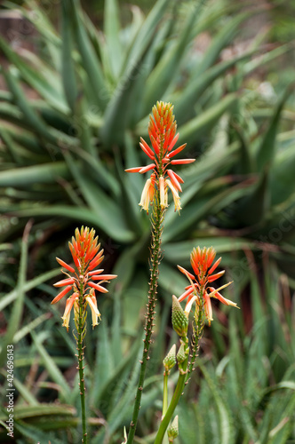Photography Sydney Australia, orange and yellow flowers of an aloe plant in garden