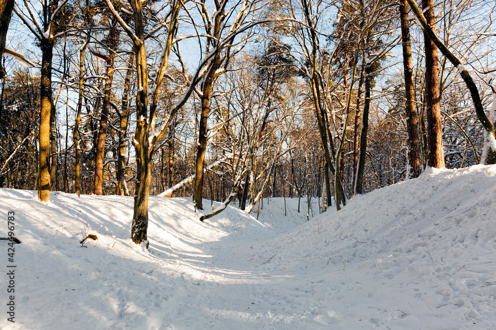 in the snow, deciduous trees in the winter season in the snow, deciduous trees in the winter season